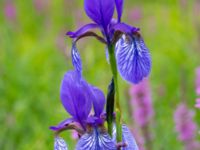 Iris sibirica Fuktäng, Gyllins trädgård, Malmö, Skåne, Sweden 20210711_0041