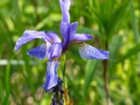 Iris sibirica Scoutstugan, Bunkeflo strandängar, Malmö, Skåne, Sweden 20170606_0037