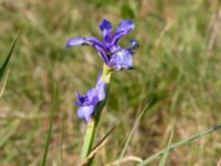 Iris spuria Ödetomterna, Bunkeflo strandängar, Malmö, Skåne, Sweden 20180608_0008