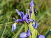 Iris spuria Ödetomterna, Bunkeflo strandängar, Malmö, Skåne, Sweden 20180608_0009