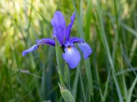 Iris spuria Ödetomterna, Bunkeflo strandängar, Malmö, Skåne, Sweden 20180608_0011