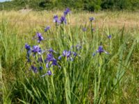 Iris spuria Ödetomterna, Bunkeflo strandängar, Malmö, Skåne, Sweden 20180608_0086