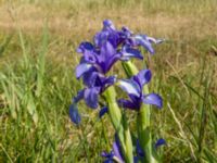 Iris spuria Ödetomterna, Bunkeflo strandängar, Malmö, Skåne, Sweden 20180608_0087