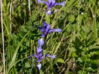 Iris spuria Lertagsdammen, Klagshamns udde, Malmö, Skåne, Sweden 20150630_0010