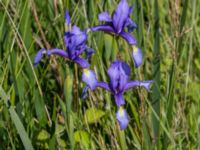 Iris spuria Lertagsdammen, Klagshamns udde, Malmö, Skåne, Sweden 20150630_0011