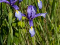 Iris spuria Lertagsdammen, Klagshamns udde, Malmö, Skåne, Sweden 20150630_0013