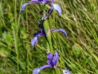 Iris spuria Lertagsdammen, Klagshamns udde, Malmö, Skåne, Sweden 20150630_0019