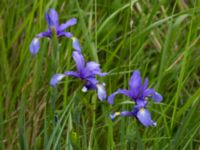 Iris spuria Terekudden, Bunkeflo strandängar, Malmö, Sweden 20140531_0048