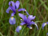 Iris spuria Terekudden, Bunkeflo strandängar, Malmö, Sweden 20140531_0050