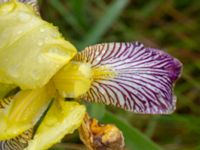 Iris variegata Vitemölla, Simrishamn, Skåne, Sweden 20240606_0072