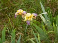 Iris variegata Vitemölla, Simrishamn, Skåne, Sweden 20240606_0074