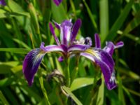 Iris versicolor Sånarps södra våtmark, Trelleborg, Skåne, Sweden 20220604_0240