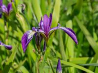 Iris versicolor Sånarps södra våtmark, Trelleborg, Skåne, Sweden 20220604_0246