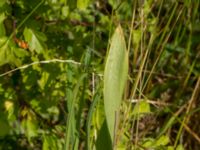 Iris x sambucina Klosterängshöjden, Lund, Skåne, Sweden 20190629_0035