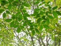 Carya ovata Sjöarps skola, Ronneby, Blekinge, Sweden 20180808_0078