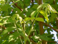 Juglans cinerea Mellangård, Lomma, Skåne, Sweden 20180615_0007