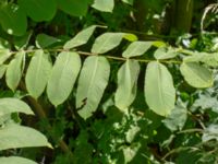 Juglans cinerea Mellangård, Lomma, Skåne, Sweden 20180615_0008