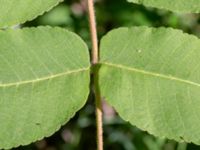 Juglans cinerea Mellangård, Lomma, Skåne, Sweden 20180615_0011