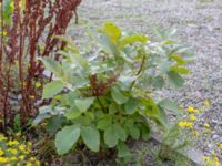 Juglans cinerea Neptuniplan, Malmö, Skåne, Sweden 20201016_0001