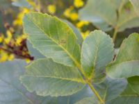 Juglans cinerea Neptuniplan, Malmö, Skåne, Sweden 20201016_0003