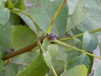 Juglans cinerea Neptuniplan, Malmö, Skåne, Sweden 20201016_0005