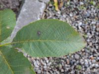 Juglans cinerea Neptuniplan, Malmö, Skåne, Sweden 20201016_0006