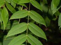 Juglans mandshurica Upplagsplatas 200 m ENE Hultabo, Halmstad, Halland, Sweden 20190805_0154