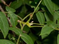 Juglans mandshurica Upplagsplatas 200 m ENE Hultabo, Halmstad, Halland, Sweden 20190805_0155