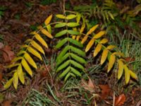 Pterocarya fraxinifolia Kvarnbäck, Höör, Skåne, Sweden 20181124_0127