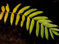 Pterocarya fraxinifolia Kvarnbäck, Höör, Skåne, Sweden 20181124_0129