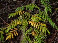 Pterocarya fraxinifolia Kvarnbäck, Höör, Skåne, Sweden 20181124_0130