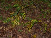 Pterocarya fraxinifolia Kvarnbäck, Höör, Skåne, Sweden 20181124_0131