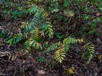 Pterocarya fraxinifolia Kvarnbäck, Höör, Skåne, Sweden 20181124_0132