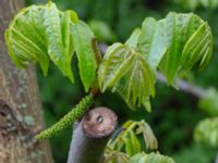 Pterocarya fraxinifolia Närlunda tegelbruksgrav, Helsingborg, Skåne, Sweden 20190504_0051