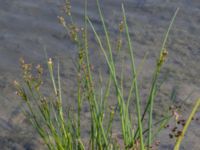 Juncus alpinoarticulatus ssp. alpinoarticulatus Björkadammen, Malmö, Skåne, Sweden 20150804_0172