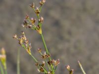 Juncus alpinoarticulatus ssp. alpinoarticulatus Björkadammen, Malmö, Skåne, Sweden 20150804_0174