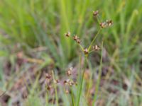 Juncus alpinoarticulatus ssp. alpinoarticulatus Husie mosse, Malmö, Skåne, Sweden 20150719_0059