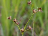 Juncus alpinoarticulatus ssp. alpinoarticulatus Husie mosse, Malmö, Skåne, Sweden 20150719_0060