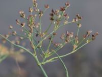 Juncus alpinoarticulatus ssp. alpinoarticulatus Katrinetorp, Malmö, Skåne, Sweden 20151114_0053