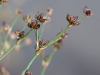 Juncus alpinoarticulatus ssp. alpinoarticulatus Katrinetorp, Malmö, Skåne, Sweden 20151114_0054