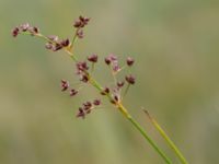 Juncus alpinoarticulatus ssp. alpinoarticulatus Toarpsdammen, Malmö, Skåne, Sweden 20150723_0080