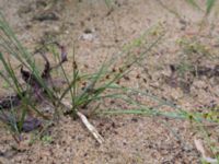 Juncus alpinoarticulatus ssp. alpinoarticulatus Vombgården, Lund, Skåne, Sweden 20150906_0059