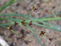 Juncus alpinoarticulatus ssp. alpinoarticulatus Vombgården, Lund, Skåne, Sweden 20150906_0060