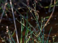 Juncus alpinoarticulatus ssp. nodulosus Åstorp, Falkenberg, Halland, Sweden 20150721_0084