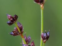 Juncus anceps Stenkullen, Kävlinge, Skåne, Sweden 20160707_0029