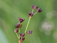 Juncus anceps Stenkullen, Kävlinge, Skåne, Sweden 20160707_0030