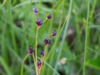 Juncus anceps Stenkullen, Kävlinge, Skåne, Sweden 20160707_0033