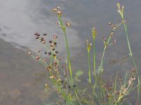 Juncus articulatus Dammar Gränsvägen, Åkarp, Burlöv, Skåne, Sweden 20240714_0093