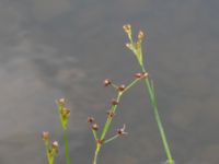 Juncus articulatus Dammar Gränsvägen, Åkarp, Burlöv, Skåne, Sweden 20240714_0094