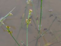 Juncus articulatus Dammar Gränsvägen, Åkarp, Burlöv, Skåne, Sweden 20240714_0104